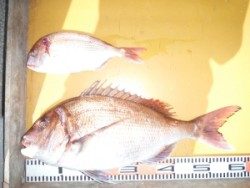 カゴで待望の良型マダイ、そろそろ桜鯛の時期ですね♪