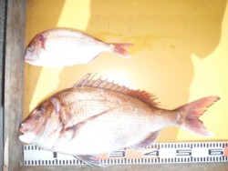 カゴで待望の良型マダイ、そろそろ桜鯛の時期…