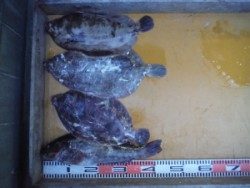 カゴで待望の良型マダイ、そろそろ桜鯛の時期ですね♪