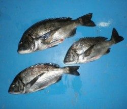 日引磯にてチヌ・グレの釣果