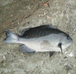 日引磯にてチヌ・グレの釣果