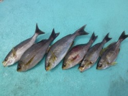 沖一文字内向きにてカゴ釣りでイサギ