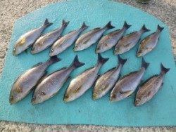 水温がだんだん上がってきました　沖一文字でかご釣り