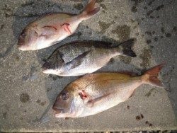 湯浅の磯・カルモ島にて良型マダイ