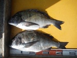 三尾の磯　フカセでチヌの釣果