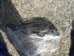 三尾の磯　フカセでチヌの釣果