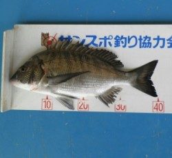 日引磯でのチヌ釣果