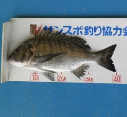 日引磯でのチヌ釣果