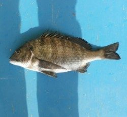 日引磯でのチヌ釣果