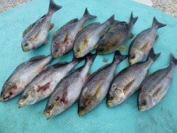 沖一文字内向きのカゴ釣りでイサギ