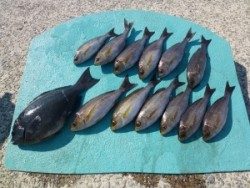 沖一文字内向きのカゴ釣りでイサギ・グレ