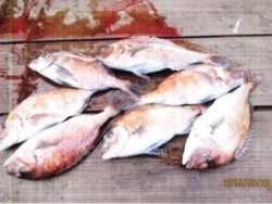 田井の釣堀のマダイ釣果