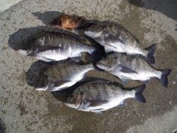 カルモ島のフカセ釣果、良型のチヌ5枚