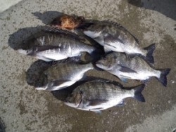 カルモ島のフカセ釣果、良型のチヌ5枚