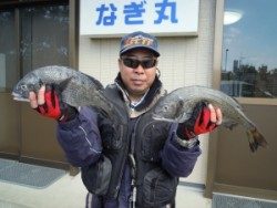 カルモ島のフカセ釣果、良型のチヌ5枚