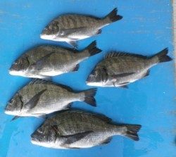 音海の波止でチヌ51cmを頭に5匹の釣果