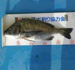 音海の波止でチヌ51cmを頭に5匹の釣果
