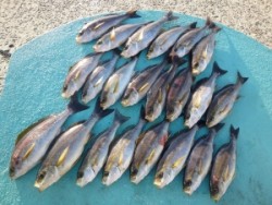 神谷沖一文字　かご釣りでイサギ22尾