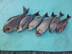 神谷沖一文字　カゴ釣りでイサギ6尾