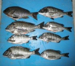 音海磯でグレ45cmとチヌ7匹