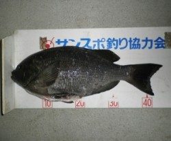 音海磯でグレ45cmとチヌ7匹