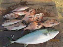 田井の釣堀でメジロ&マダイ