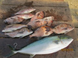 田井の釣堀でメジロ&マダイ