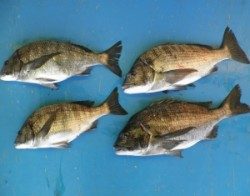 音海磯でチヌ46.7cmを頭に4枚