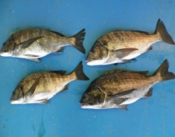 音海磯でチヌ46.7cmを頭に4枚