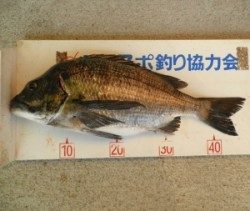 音海磯でチヌ46.7cmを頭に4枚