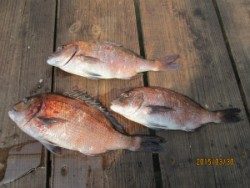 田井の釣堀　ササミをエサにマダイの釣果