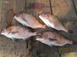 田井の釣堀　ササミをエサにマダイの釣果