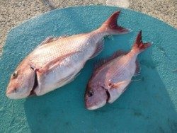 神谷一文字　カゴ釣りでマダイの釣果