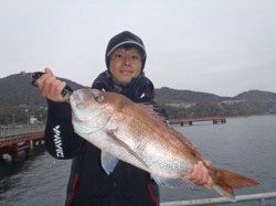 神戸市立須磨海づり公園 シラサエビでマダイの釣果