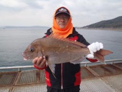 神戸市立須磨海づり公園 シラサエビでマダイ…