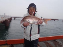 神戸市立須磨海づり公園 マダイの釣果