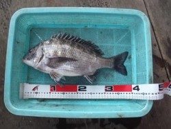 神戸市立須磨海づり公園、ウキ流しでチヌ40cm