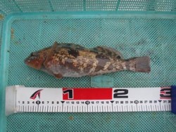 須磨海釣り公園　ウキ流し釣りでアイナメ26…