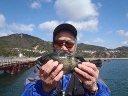 神戸市立須磨海づり公園 サビキでメバル25ｃｍ