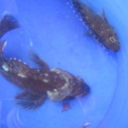 ガシラは釣れたが、アジねらいは撃沈。