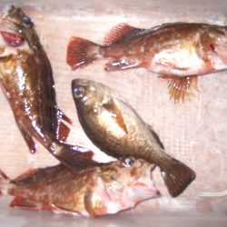 １万トンでの夜釣り