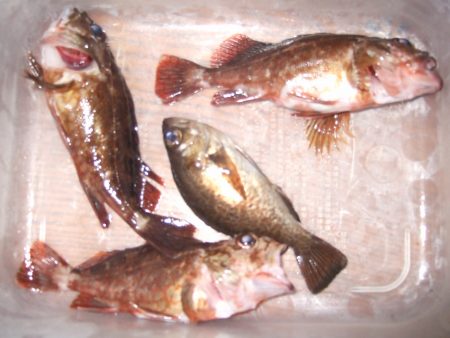 １万トンでの夜釣り