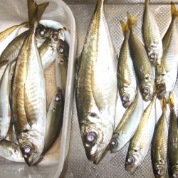 大アジ、がまんの釣り