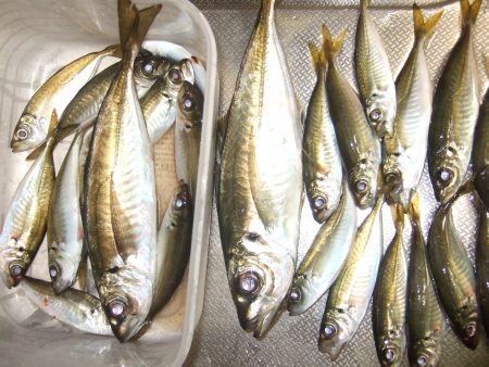 大アジ、がまんの釣り