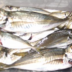 ウキが横に走るあたりで、アジ ゲット