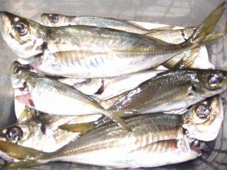 ウキが横に走るあたりで、アジ　ゲット