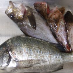 チヌ、メバル何とかＧＥＴ！