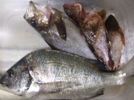 チヌ、メバル何とかＧＥＴ！