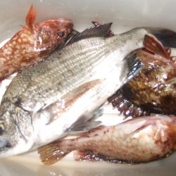 今年、チヌつれてます！？