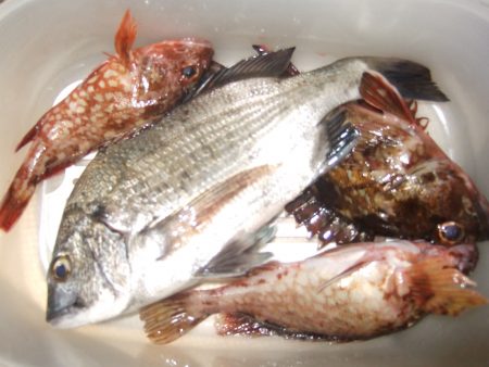 今年、チヌつれてます！？